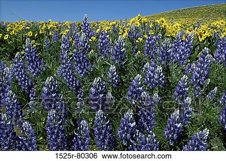 Lavender and Sunflowers on a landscape View Large Photo Image Stock Photograph - Lavender and Sunflowers on a landscape. Fotosearch