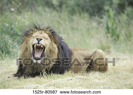 Stock Photo - Lion lying in a field and yawning (Panthera leo). Fotosearch