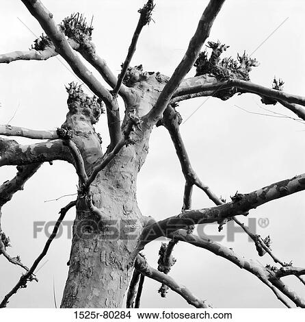 Low angle view of a bare tree View Large Photo Image Picture - Low angle view of a bare tree. Fotosearch