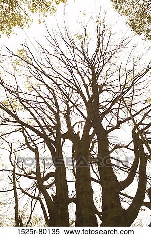 Low angle view of a bare tree View Large Photo Image Stock Photography - Low angle view of a bare tree. Fotosearch