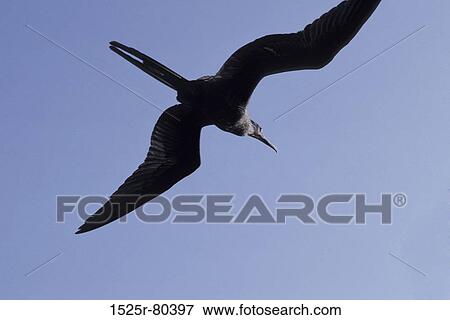 Low angle view of a bird flying in the sky View Large Photo Image Stock Photo - Low angle view of a bird flying in the sky. Fotosearch