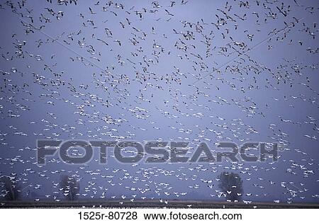 Low angle view of a flock of birds flying View Large Photo Image Stock Photo - Low angle view of a flock of birds flying. Fotosearch
