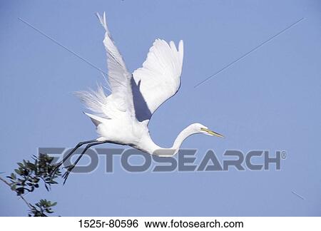 Low angle view of a Heron flying in the sky View Large Photo Image Stock Photograph - Low angle view of a Heron flying in the sky. Fotosearch