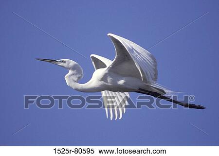 Low angle view of a Heron flying in the sky View Large Photo Image Stock Photography - Low angle view of a Heron flying in the sky. Fotosearch