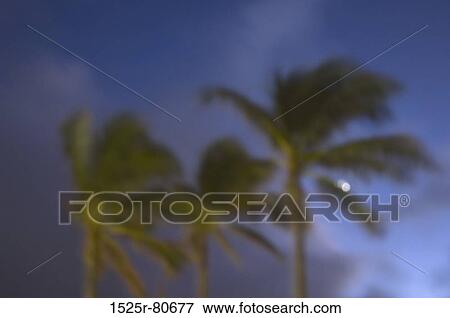 Stock Photo - Low angle view of palm trees blowing in the wind. Fotosearch