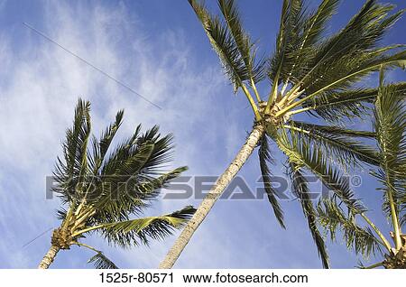 Stock Image - Low angle view of palm trees. Fotosearch