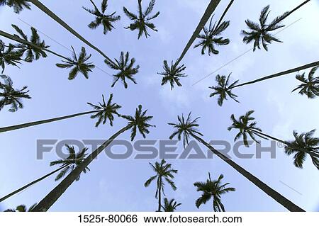Low angle view of palm trees View Large Photo Image Stock Photograph - Low angle view of palm trees. Fotosearch