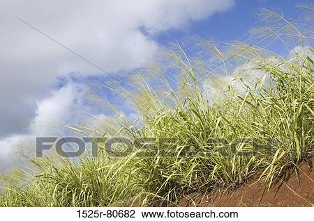 Low angle view of tall grass View Large Photo Image Stock Image - Low angle view of tall grass. Fotosearch