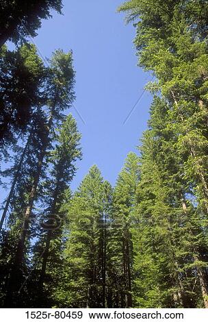 Low angle view of trees in a forest View Large Photo Image Stock Photo - Low angle view of trees in a forest. Fotosearch