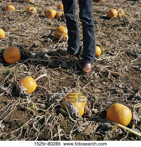 Low section view of a person standing in a pumpkin field View Large Photo Image Stock Photography - Low section view of a person standing in a pumpkin field. Fotosearch