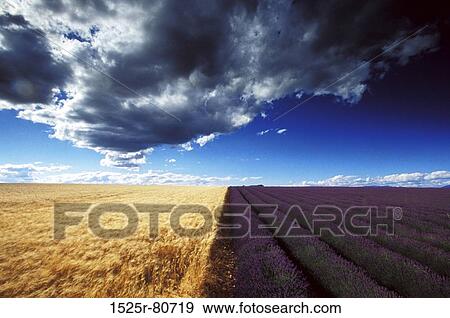 Stock Photo - Panoramic view of crops in a field. Fotosearch
