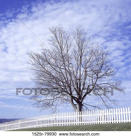 Picket fence in front of a tree View Large Photo Image Stock Image - Picket fence in front of a tree. Fotosearch