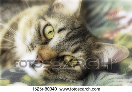 Portrait of a cat View Large Photo Image Stock Image - Portrait of a cat. Fotosearch