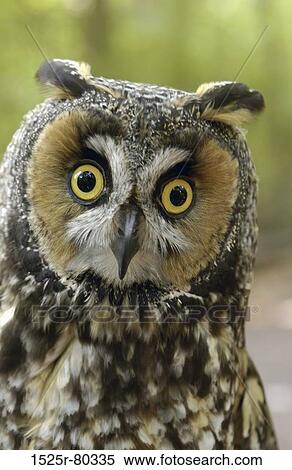 Stock Photography - Portrait of an owl. Fotosearch