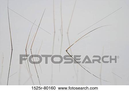 Reflection of weeds in water View Large Photo Image Stock Image - Reflection of weeds in water. Fotosearch