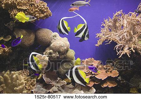 Sea creatures on the ocean floor View Large Photo Image Stock Photo - Sea creatures on the ocean floor. Fotosearch