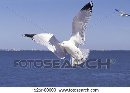 Seagulls flying over the sea View Large Photo Image Stock Image - Seagulls flying over the sea. Fotosearch
