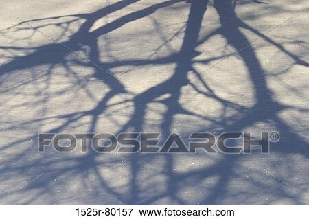 Shadow of a bare tree on the ground View Large Photo Image Stock Photo - Shadow of a bare tree on the ground. Fotosearch