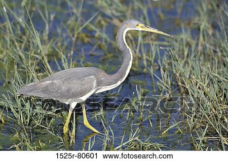 Side profile of a bird wading in water View Large Photo Image Stock Image - Side profile of a bird wading in water. Fotosearch