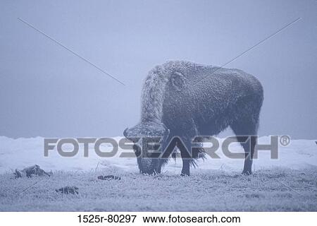 Side profile of a buffalo standing on a landscape View Large Photo Image Stock Photo - Side profile of a buffalo standing on a landscape. Fotosearch