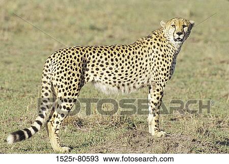 Stock Image - Side profile of a Cheetah on a field (Acinonyx jubatus). Fotosearch