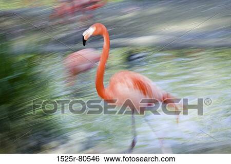 Side profile of a flamingo wading in water View Large Photo Image Stock Photograph - Side profile of a flamingo wading in water. Fotosearch