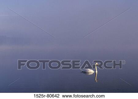 Stock Image - Side profile of a swan swimming in water. Fotosearch