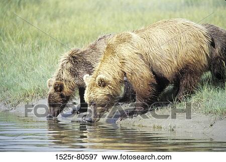 Side profile of two bears drinking water from a pond View Large Photo Image Stock Photo - Side profile of two bears drinking water from a pond. Fotosearch