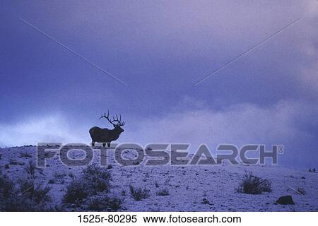Silhouette of an elk standing on a landscape View Large Photo Image Stock Photography - Silhouette of an elk standing on a landscape. Fotosearch