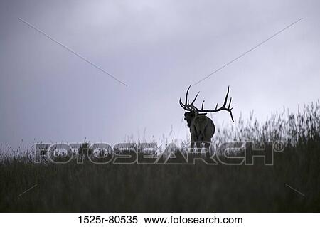 Stock Photography - Silhouette of an elk. Fotosearch