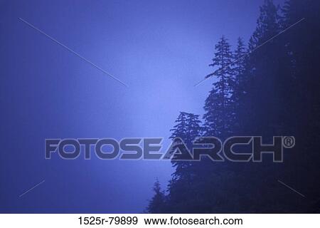 Silhouette of trees at dusk View Large Photo Image Stock Photo - Silhouette of trees at dusk. Fotosearch