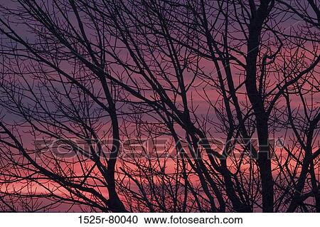 Silhouette of trees at twilight View Large Photo Image Stock Image - Silhouette of trees at twilight. Fotosearch