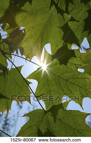 Stock Photo - Sunlight shining through leaves. Fotosearch