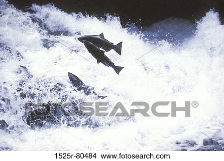 Three fish jumping over a river View Large Photo Image Picture - Three fish jumping over a river. Fotosearch