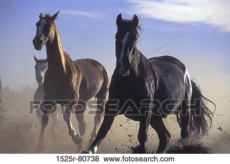 Stock Photo - Three horses running on sand. Fotosearch
