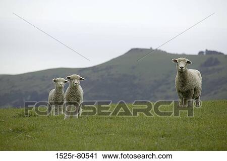 Stock Image - Three sheep standing on the grass. Fotosearch