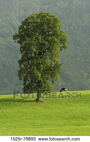 Tree and a cow on a field View Large Photo Image Stock Image - Tree and a cow on a field. Fotosearch