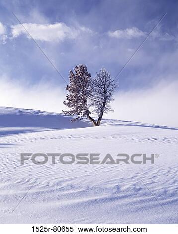 Stock Photography - Tree on a polar landscape. Fotosearch