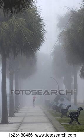 Stock Photograph - Trees along a path in a park. Fotosearch