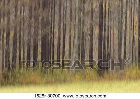 Trees in a forest View Large Photo Image Stock Image - Trees in a forest. Fotosearch