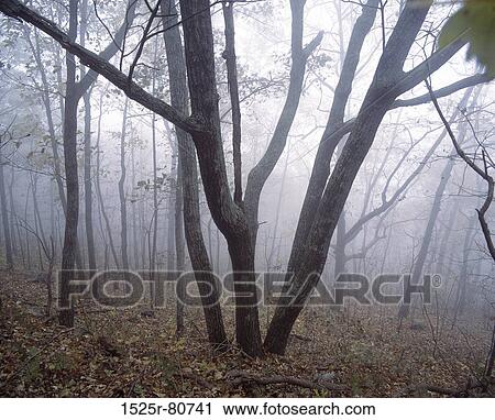 Trees in a forest View Large Photo Image Stock Image - Trees in a forest. Fotosearch