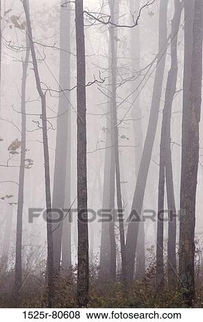 Trees in a forest View Large Photo Image Stock Photo - Trees in a forest. Fotosearch