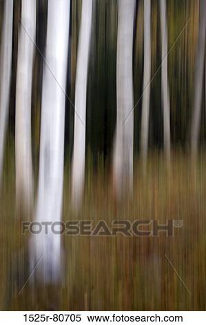 Trees in a forest View Large Photo Image Stock Photography - Trees in a forest. Fotosearch