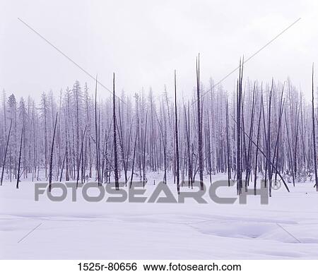 Trees on a polar landscape View Large Photo Image Stock Photograph - Trees on a polar landscape. Fotosearch