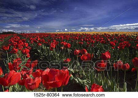 Tulips in a field View Large Photo Image Picture - Tulips in a field. Fotosearch