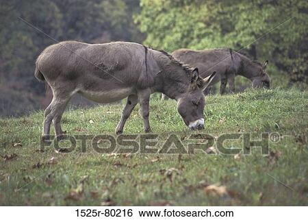Two donkeys grazing in a field View Large Photo Image Stock Photograph - Two donkeys grazing in a field. Fotosearch