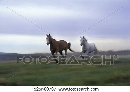 Two horses running on a field View Large Photo Image Stock Photo - Two horses running on a field. Fotosearch