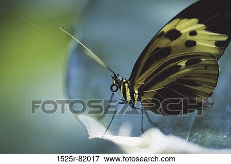 Close-up of a butterfly View Large Photo Image Stock Photo - Close-up of a butterfly. Fotosearch