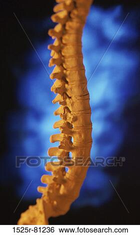 Stock Photograph - Close-up of a human spine. Fotosearch