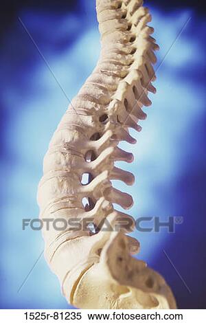 Stock Photography - Close-up of a human spine. Fotosearch